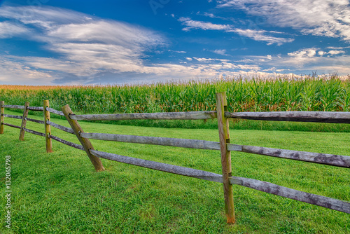 Mature Corn Field With Wooden Fence and Great Sky