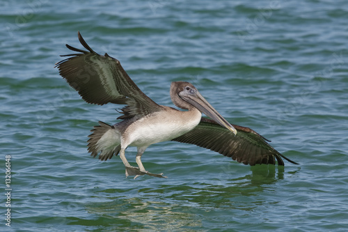 Brown Pelican landing in the Gulf of Mexico - Florida