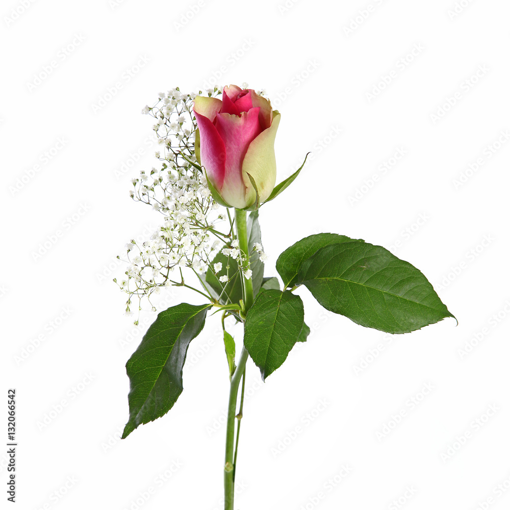 Obraz premium Rose avec gypsophile