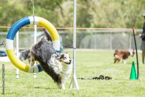 Dog in an agility competition set up in a green grassy park