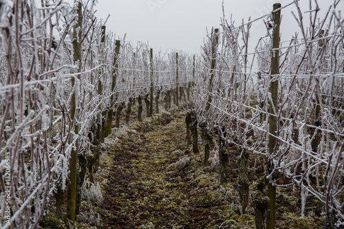 Frosty German Vineyards © simonwhitehurst