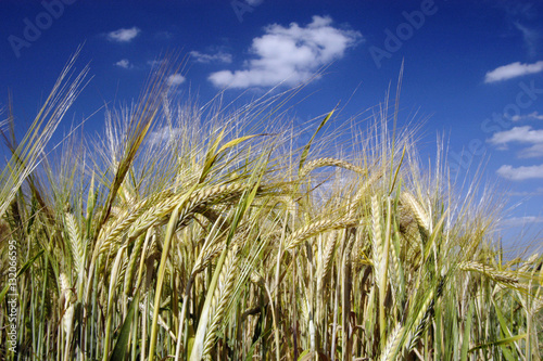 Obraz na płótnie Barley w salonie
