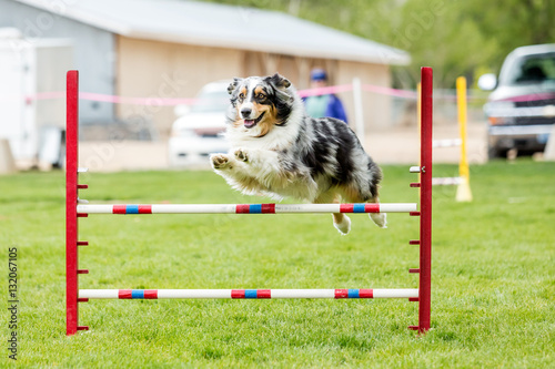 Dog in an agility competition set up in a green grassy park photo