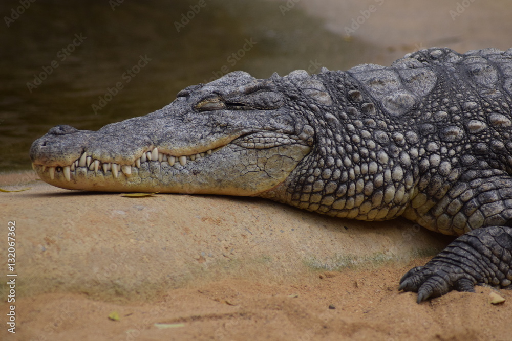 Auf der Mauer. Auf der Lauer. Alligator in Wartestellung Auf der Mauer. Auf der Lauer. Alligator in Wartestellung