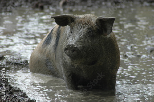 Da fühle ich mich doch so richtig wohl. Schwein suhlt sich im Schlammloch