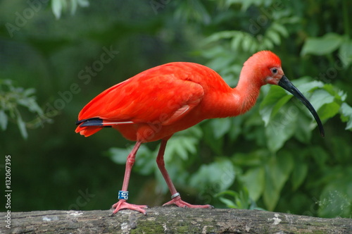 Rot vor grün. Prächtig gefärbter Vogel stolziert auf Ast