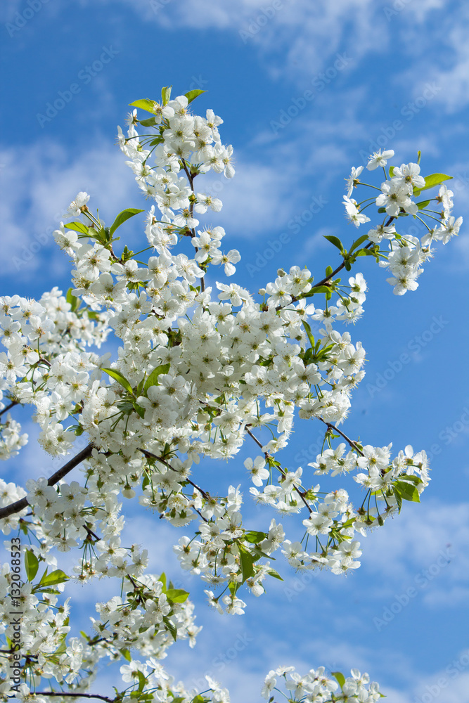 spring branch of cherry