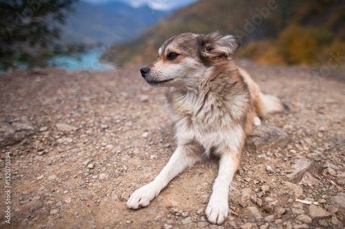 Gruziński pies. a georgian dog.