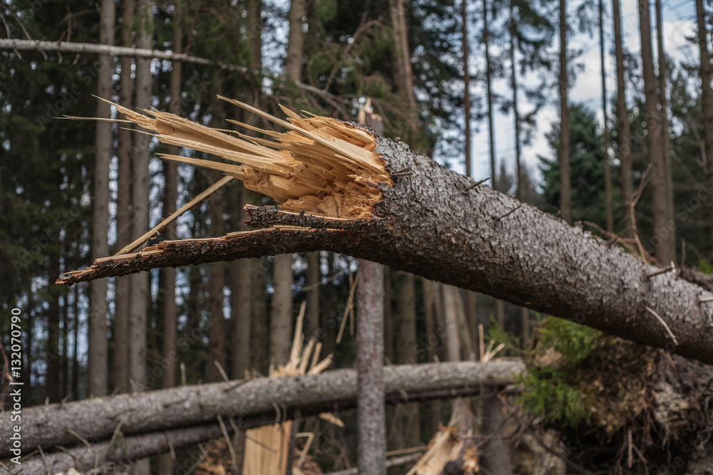 Destroyed forest