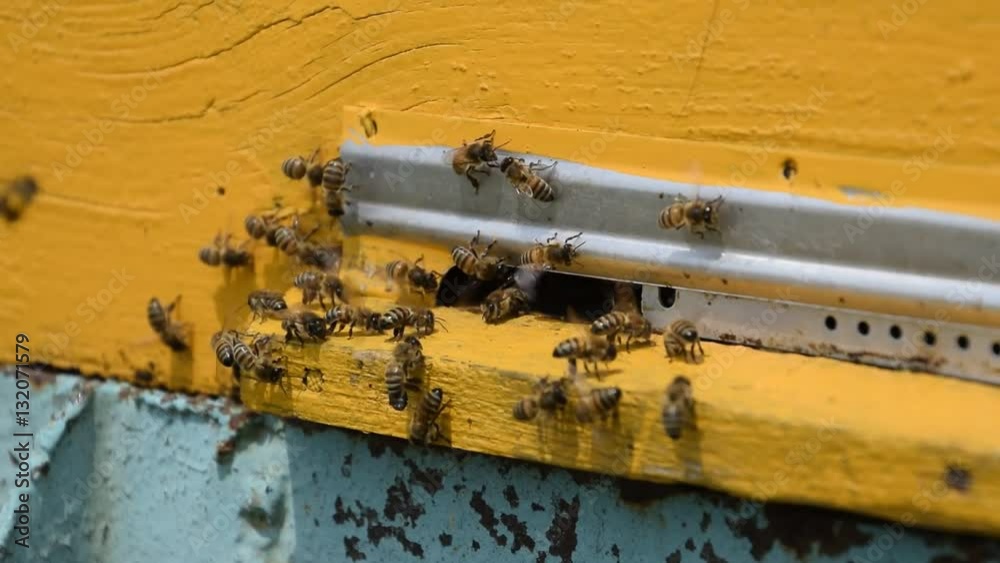 Bees fly in the tray. Entrance to the hive. House for bees. Bees fly in the tray. Entrance to the hive. House for bees.