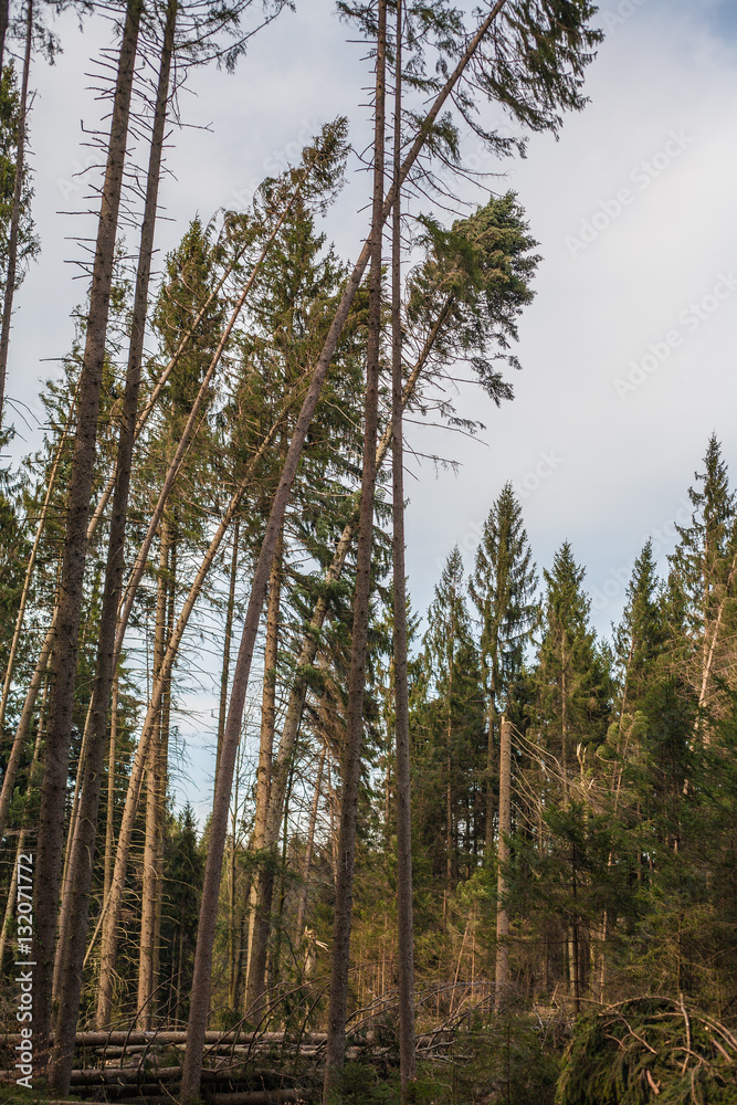Destroyed forest Destroyed forest