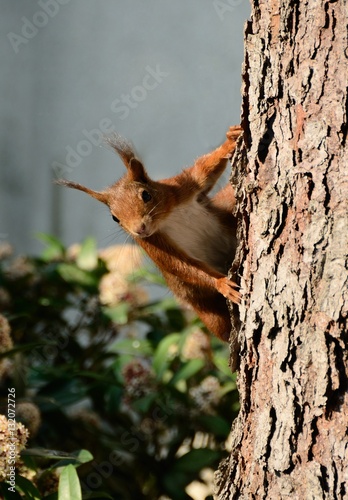 Eichhörnchen © MiKa