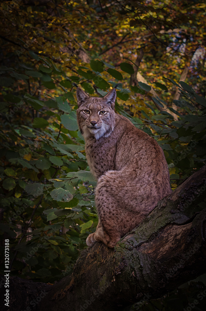 Luchs Luchs