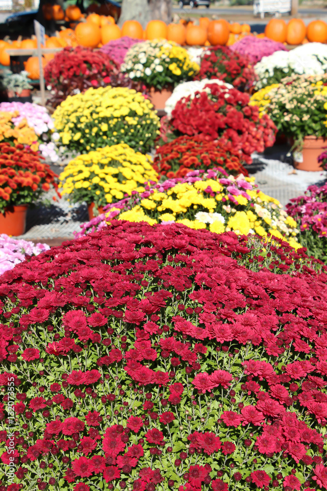 red chrysanthemums with multi colored pots of chrysanthemums and pumpkins in the background