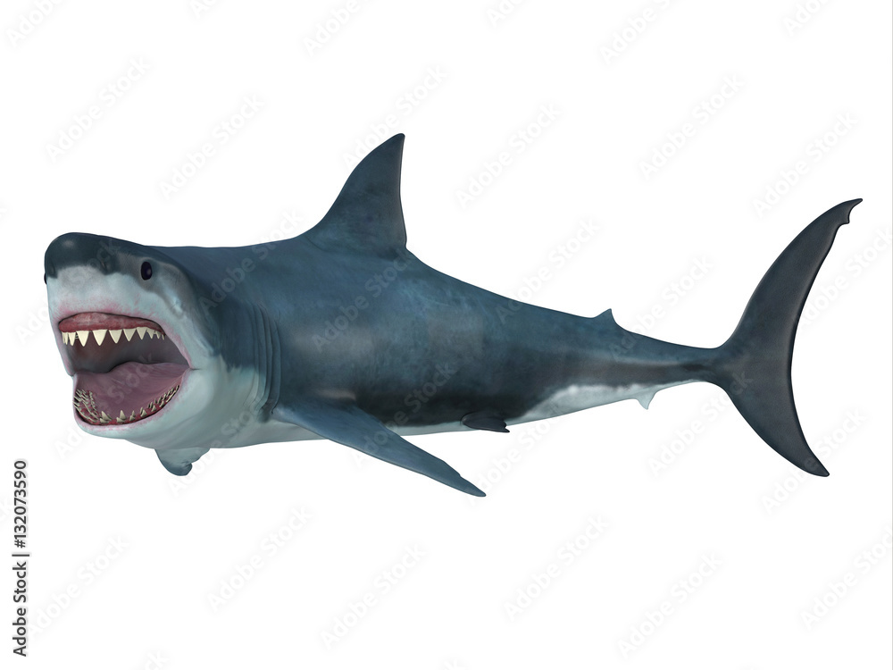Great White Shark Left Turn - The Great White Shark is the largest