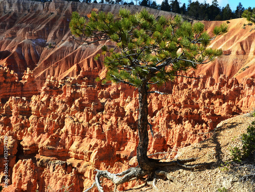 Lone Pine Tree in Bryce Canyon, Utah in Winter photo