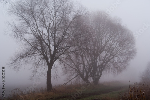 drzewa we mgle nad brzegiem wody