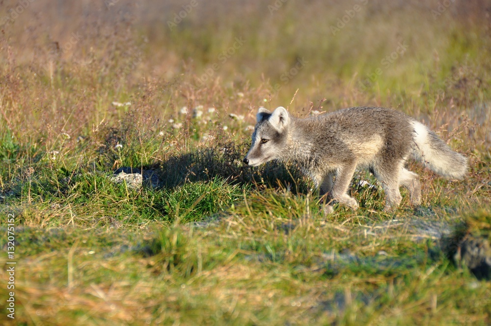 cute silver puppy of arctic fox in summer sun, Iceland cute silver puppy of arctic fox in summer sun, Iceland