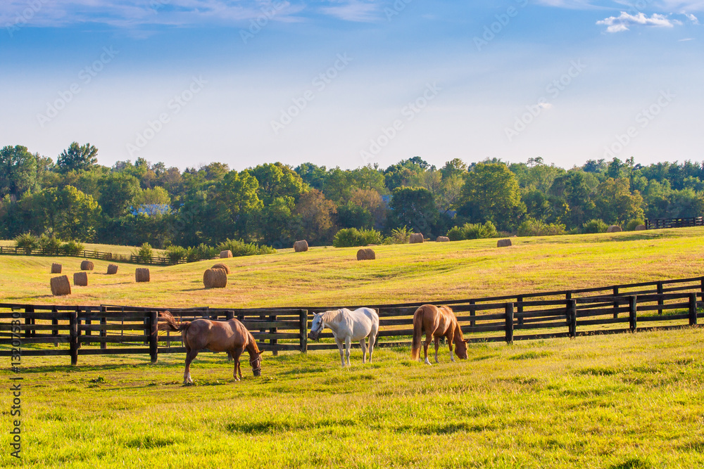 Fototapeta premium Konie na farmie koni. Krajobraz lato kraju