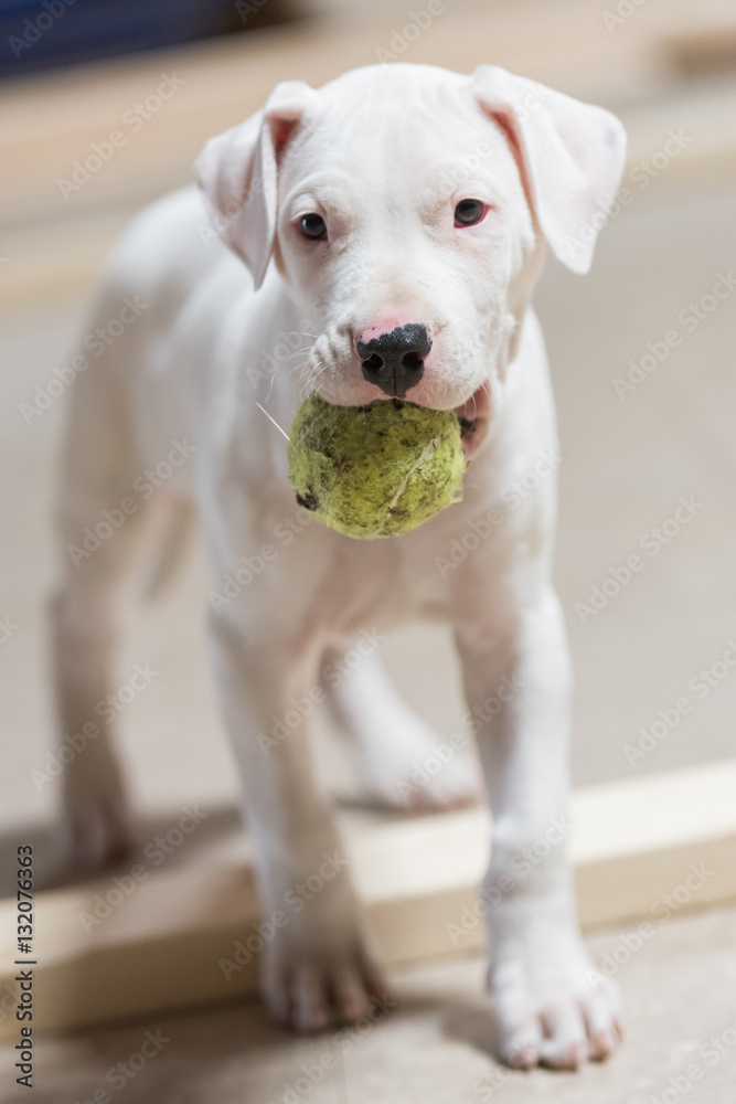 Dogo Argentino puppy holding a green ball