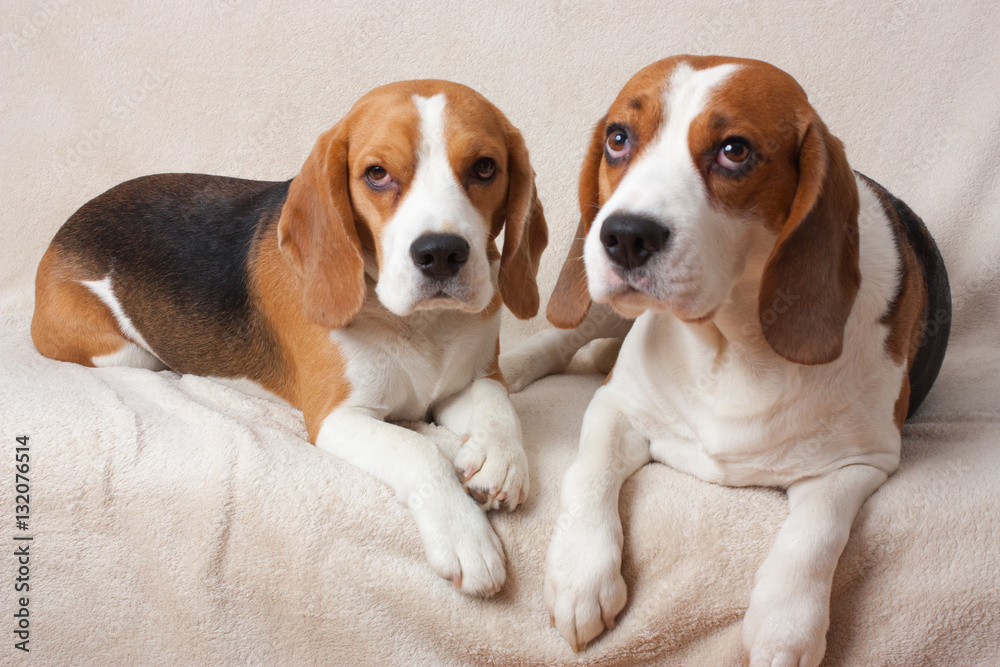Two Beagle lying on a light background, indoor Two Beagle lying on a light background, indoor