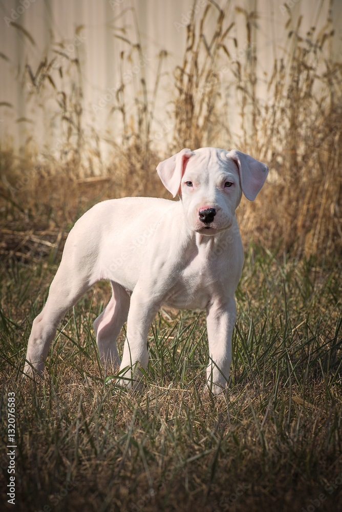 Dogo Argentino (Argentine Mastiff) puppy standing