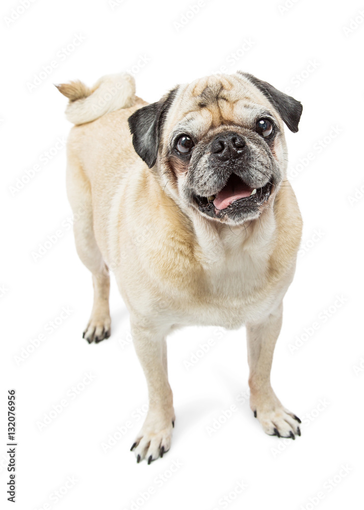Happy Pug dog with curlty tail