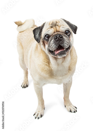 Happy Pug dog with curlty tail © adogslifephoto