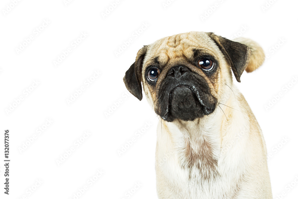 Pug Dog Closeup With Pouty Face