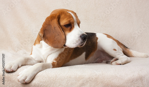 Fototapeta Naklejka Na Ścianę i Meble -  beagle dog indoor portrait, on a light background