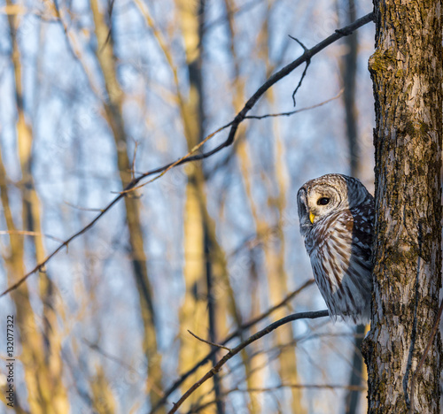 The barred owl is a large typical owl native to North America. Best known as the hoot owl for its distinctive call, it goes by many other names, including eight hooter, rain, wood  and striped owl.  photo