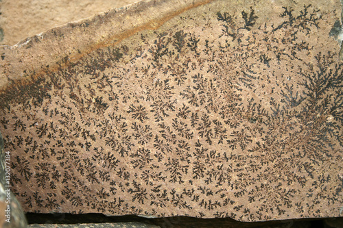 Photos Traces of ancient plants on rock stone - Paleontology