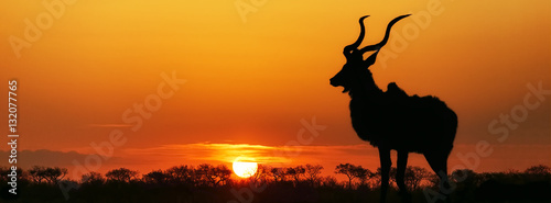 South Africa Sunset Kudu Silhouette photo