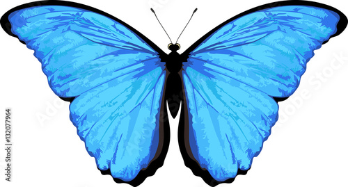 Vector butterfly isolated on white. Morpho rhetenor