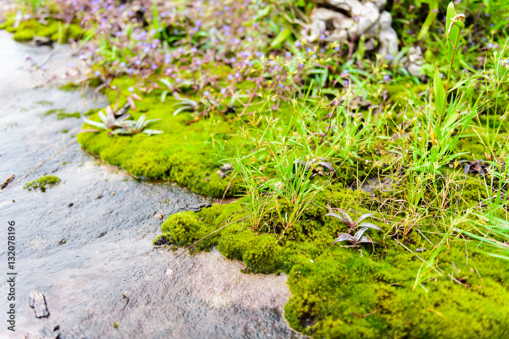 Plants ecosystems and flower in Plants ecosystems and flower in