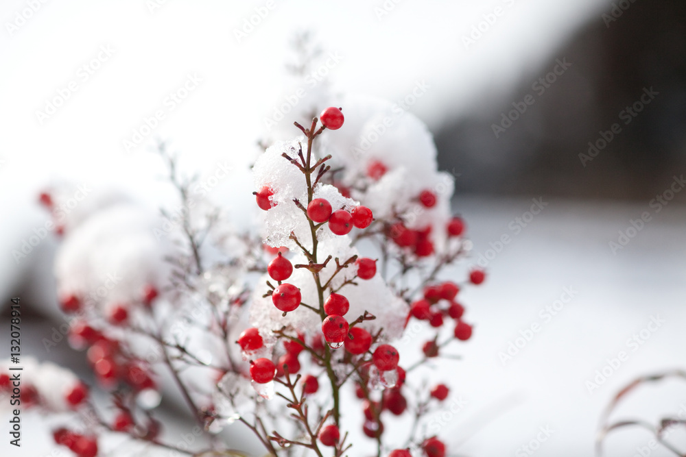 雪の積もった南天 雪の積もった南天