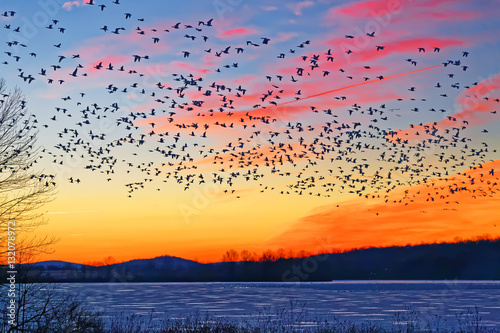 Billede på lærred Snow Geese Flying Over Frozen Lake