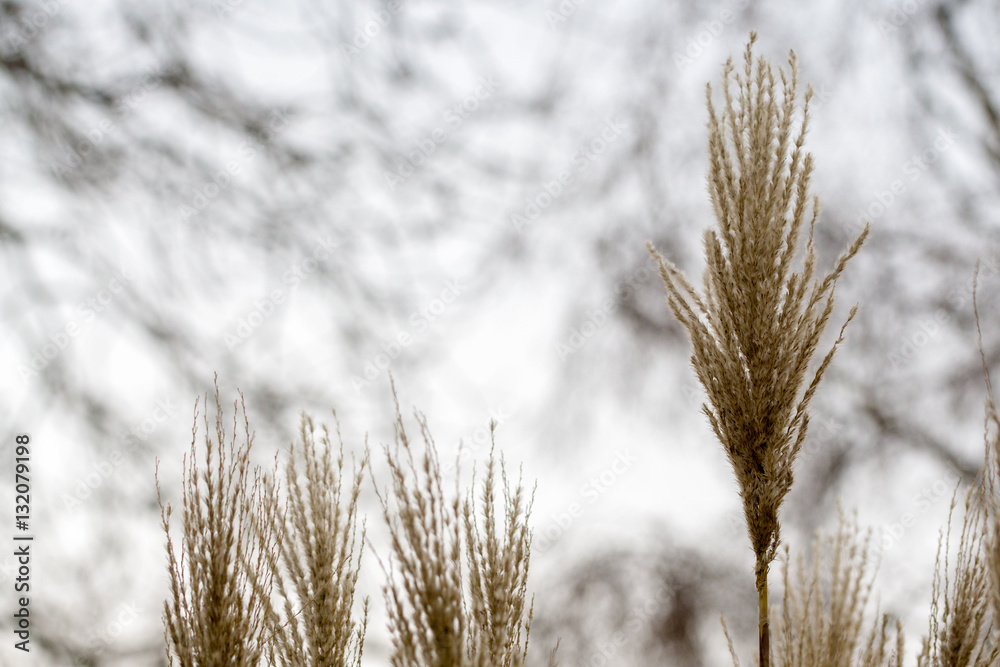 Fototapeta premium Strubbel Pflanze