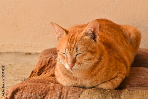 Fotografie Orange tabby cat sleepy on brown old cushion at home, relaxing