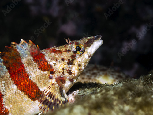 Painted Greenling (Oxylebius pictus) photo