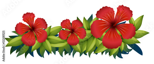 Red hibiscus in green bush