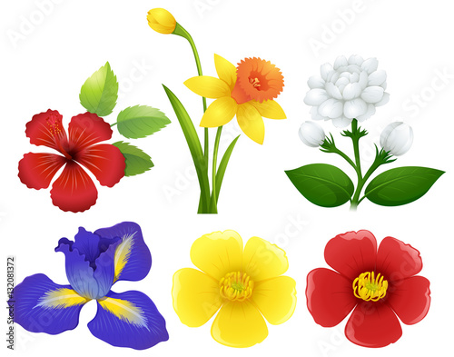 Different types of flowers