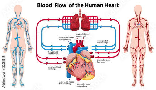 Diagram showing blood flow of the human heart