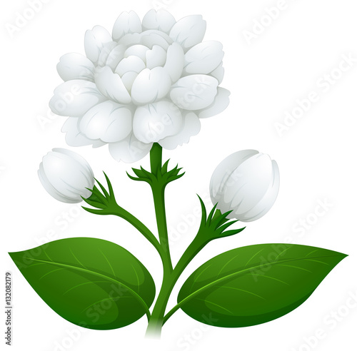 Jasmine flowers on green stem