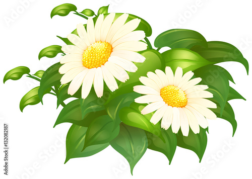 Fototapeta Naklejka Na Ścianę i Meble -  White daisy flowers in green bush