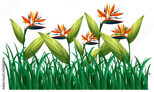 Many bird of paradise flowers in the bush
