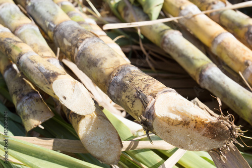 sugarcane