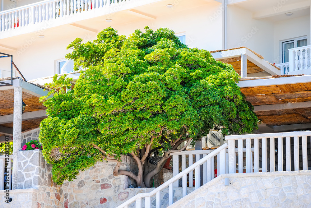 Large magnificent tree grows in Montenegro restaurants.