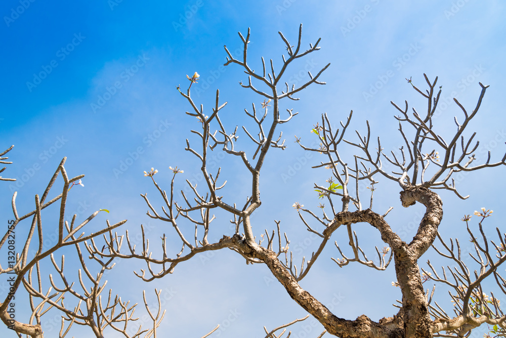 Obraz premium Frangipani tree without leaf.
