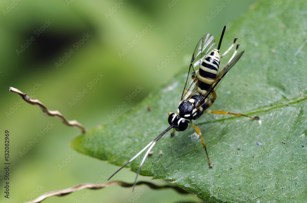 Bee, Bee of Thailand, Bee rest green leaf Bee, Bee of Thailand, Bee rest green leaf